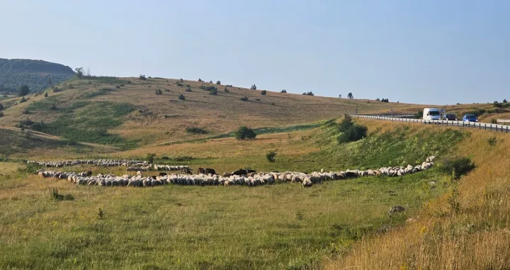 Manjača baka čoban/Goran Dakić/