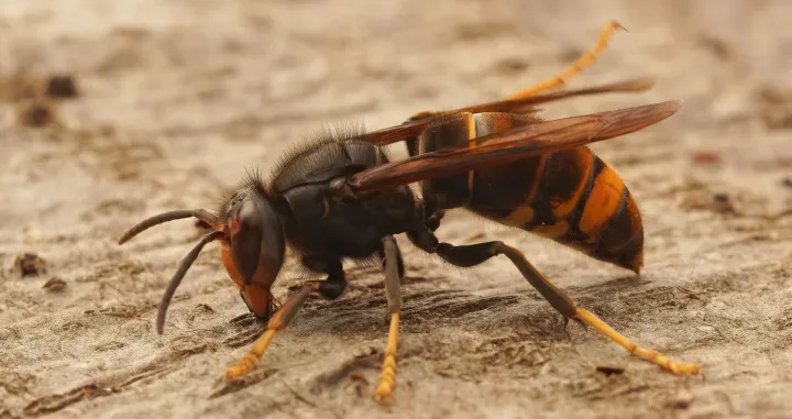 Ubod str&scaron;ljena može biti smrotonosan//