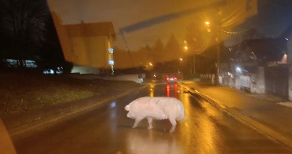 Svinja, Banja Luka, ulica, &scaron;etnja/