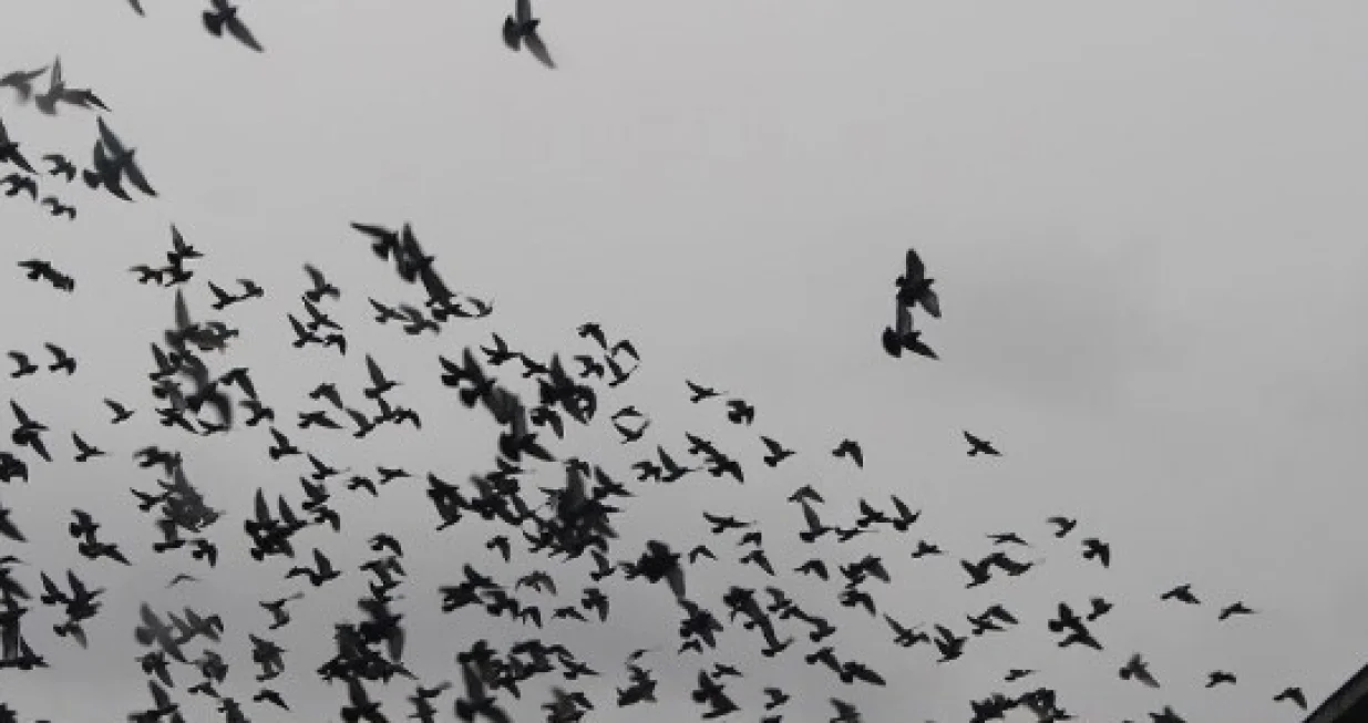 Hiljade golubova/Nezavisne//