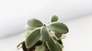 Bogata saksija, bogat dom/Free Pik