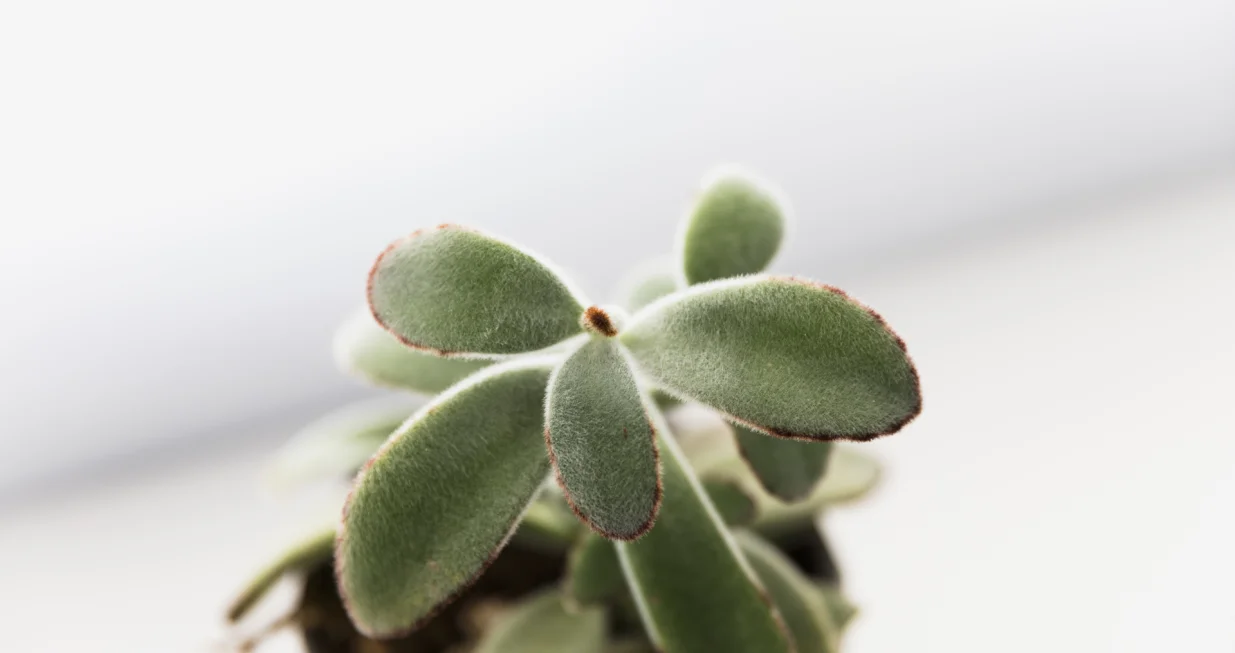 Bogata saksija, bogat dom/Free Pik