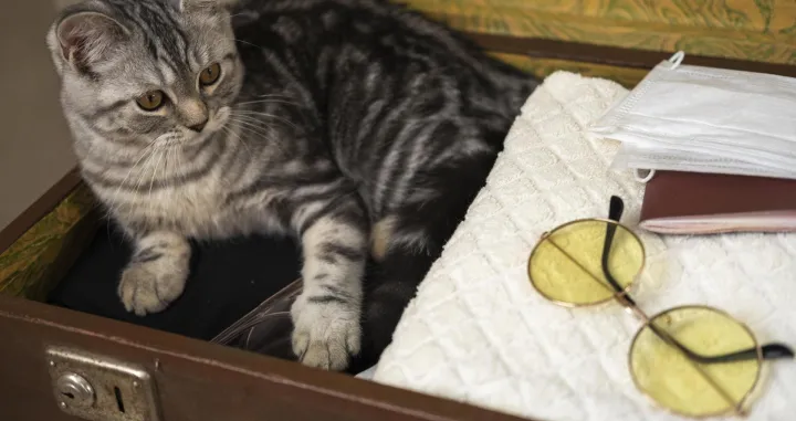 Omiljen kućni ljubimac/Free Pik