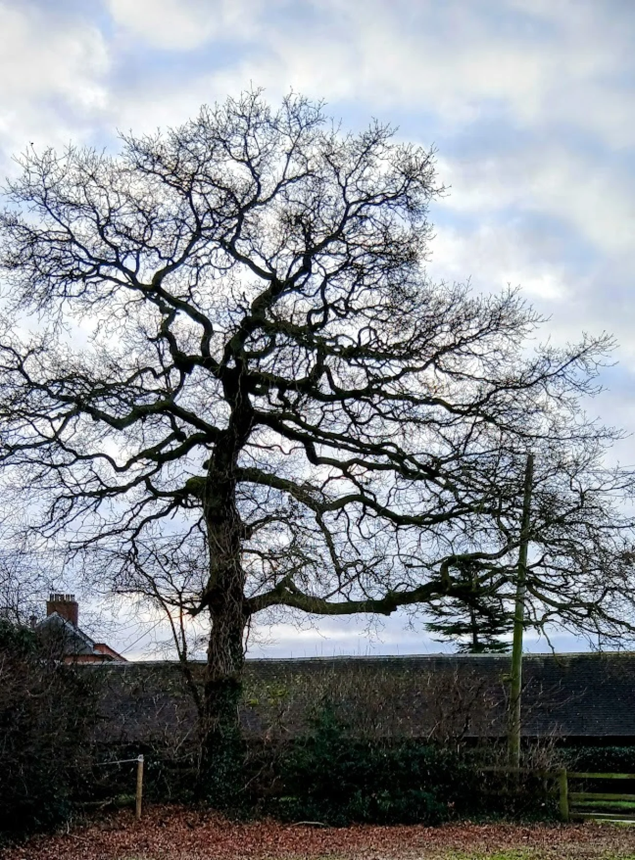 Stablo i kro&scaron;nja zimi/