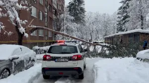 MUP KS, snijeg, policija, patrola, palo stablo, Grbavica, poginula žena/Prtsc