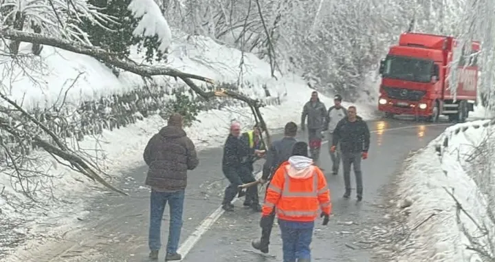 Drvo palo na stablo/Tuzlanski.ba//