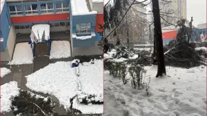 Grbavica: Pred ulaz osnovne škole pao bor, pored njega se nalaze još dva stabla/