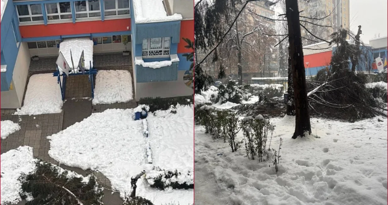 Grbavica: Pred ulaz osnovne &scaron;kole pao bor, pored njega se nalaze jo&scaron; dva stabla/