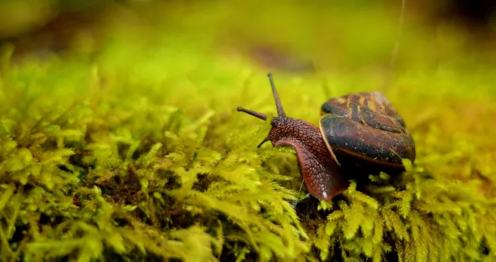 Prirodno, jednostavno i učinkovito/Free Pik