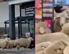 Ovce su "umar&scaron;irale" u prodavnicu/Screenshot/