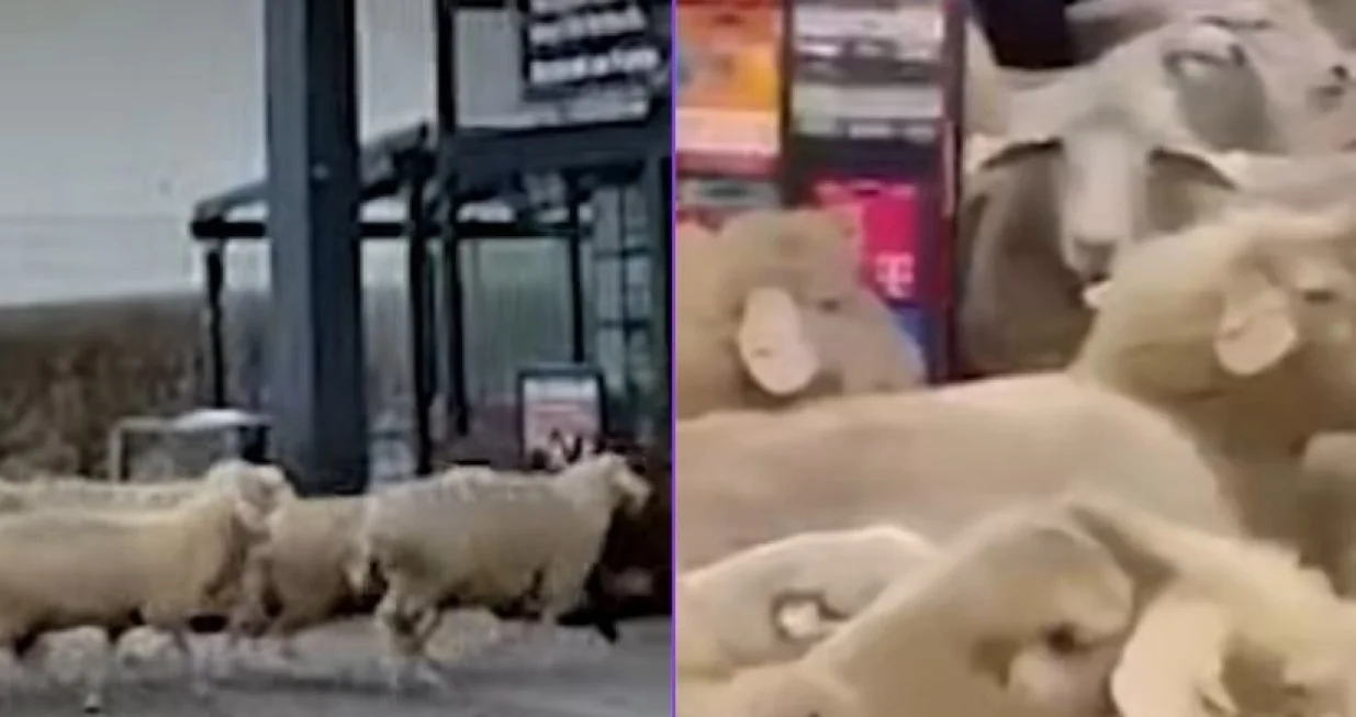 Ovce su "umar&scaron;irale" u prodavnicu/Screenshot/