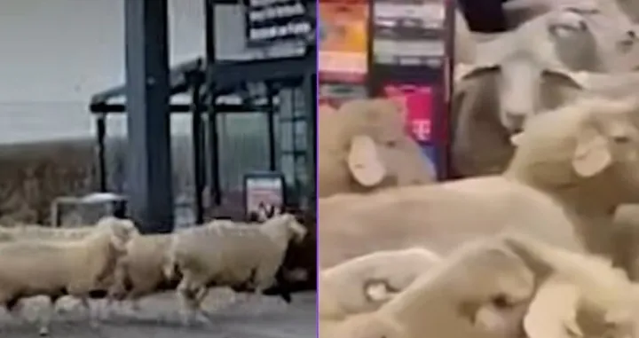 Ovce su "umar&scaron;irale" u prodavnicu/Screenshot/