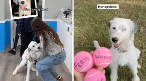 Pas sada ima dom i porodicu/Dear Fig