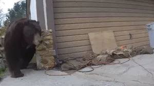 Medvjed napustio skrovište ispod kuće/X