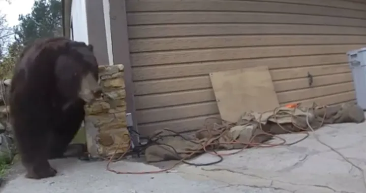 Medvjed napustio skrovi&scaron;te ispod kuće/X