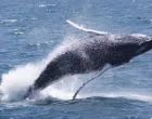 epa10028600 A young humpback whale, megaptera novaeangliae, breaches while feeding in the waters of the Stellwagen Bank National Marine Sanctuary off the coast of Provincetown, Massachusetts, USA, 22 June 2022. The National Oceanic and Atmospheric Administration is set to release newly proposed rules for the shipping industry to protect another species of whale, the North Atlantic right whale. EPA/CJ GUNTHER/Cj Gunther