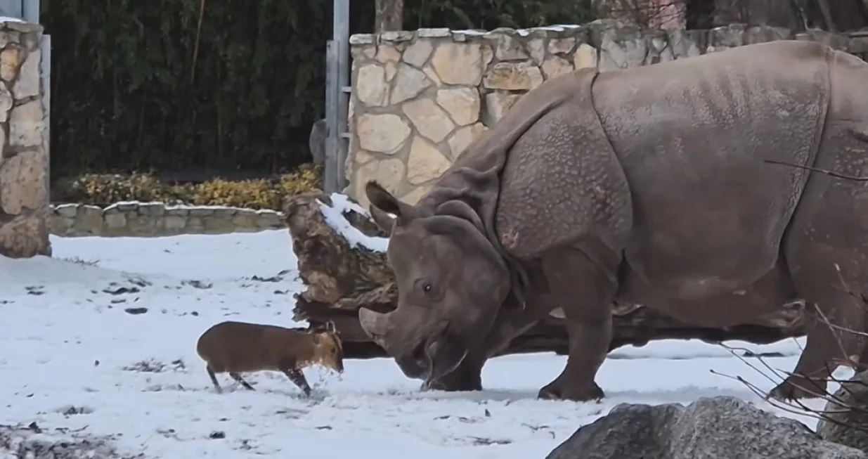 Mali jelen i nosorog, "obračun" u Zoo vrtu/Anadolija