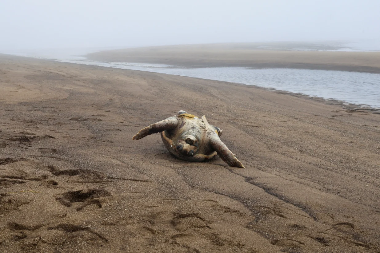 A dead sea turtle lies on the beach, near the state-owned Tunisian Chemical Group (GCT), in Gabes, Tunisia December 17, 2025. REUTERS/Khaled Nasraoui/Foto: Khaled Nasraoui