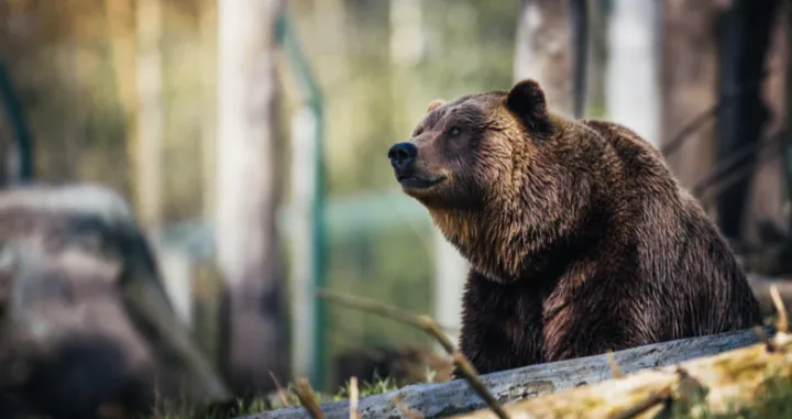 Medvjed ilustracija/