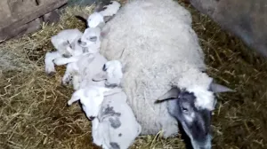 Ovca Garava sa svojim prinovama/Pozega.eu//