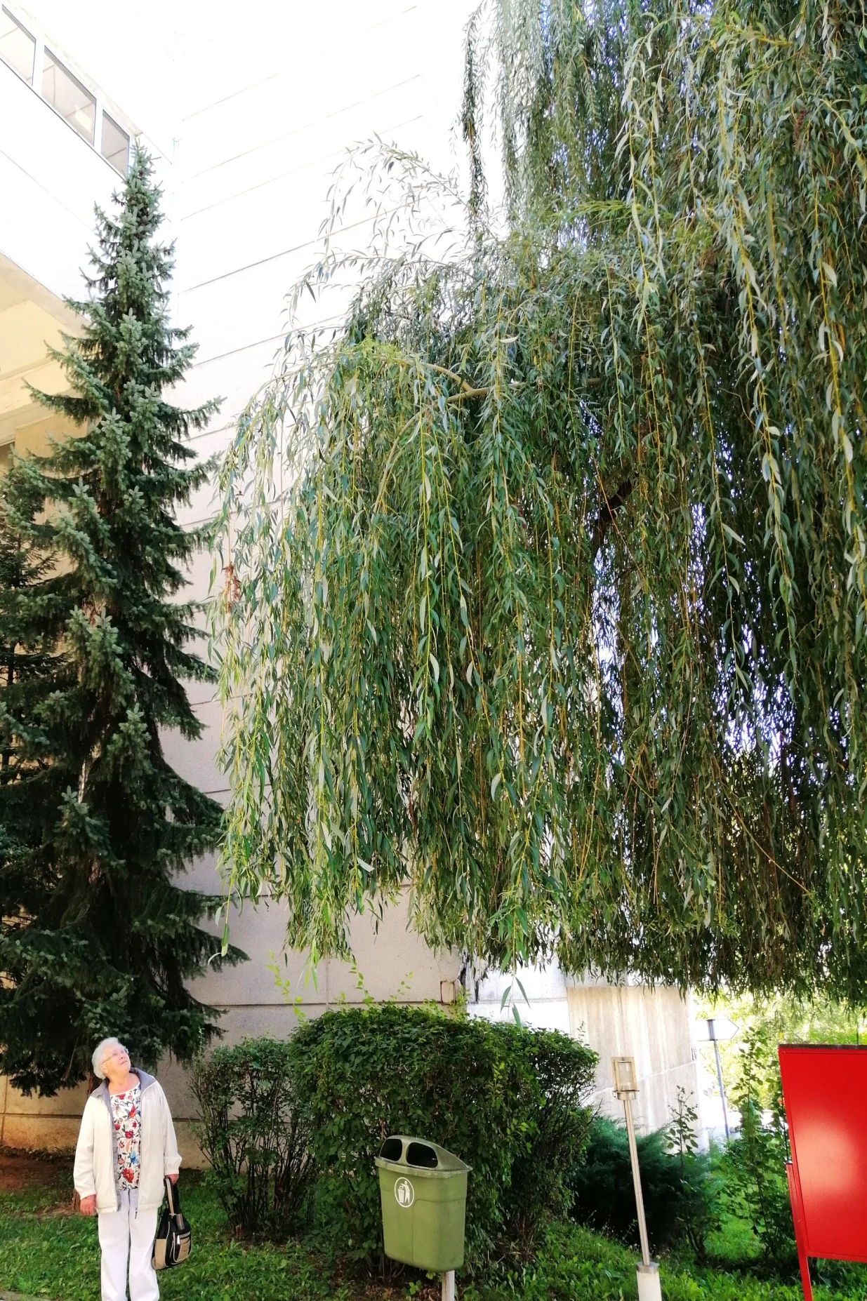 Pančićeva omorika i žalosna vrba u parku KCUS-a/