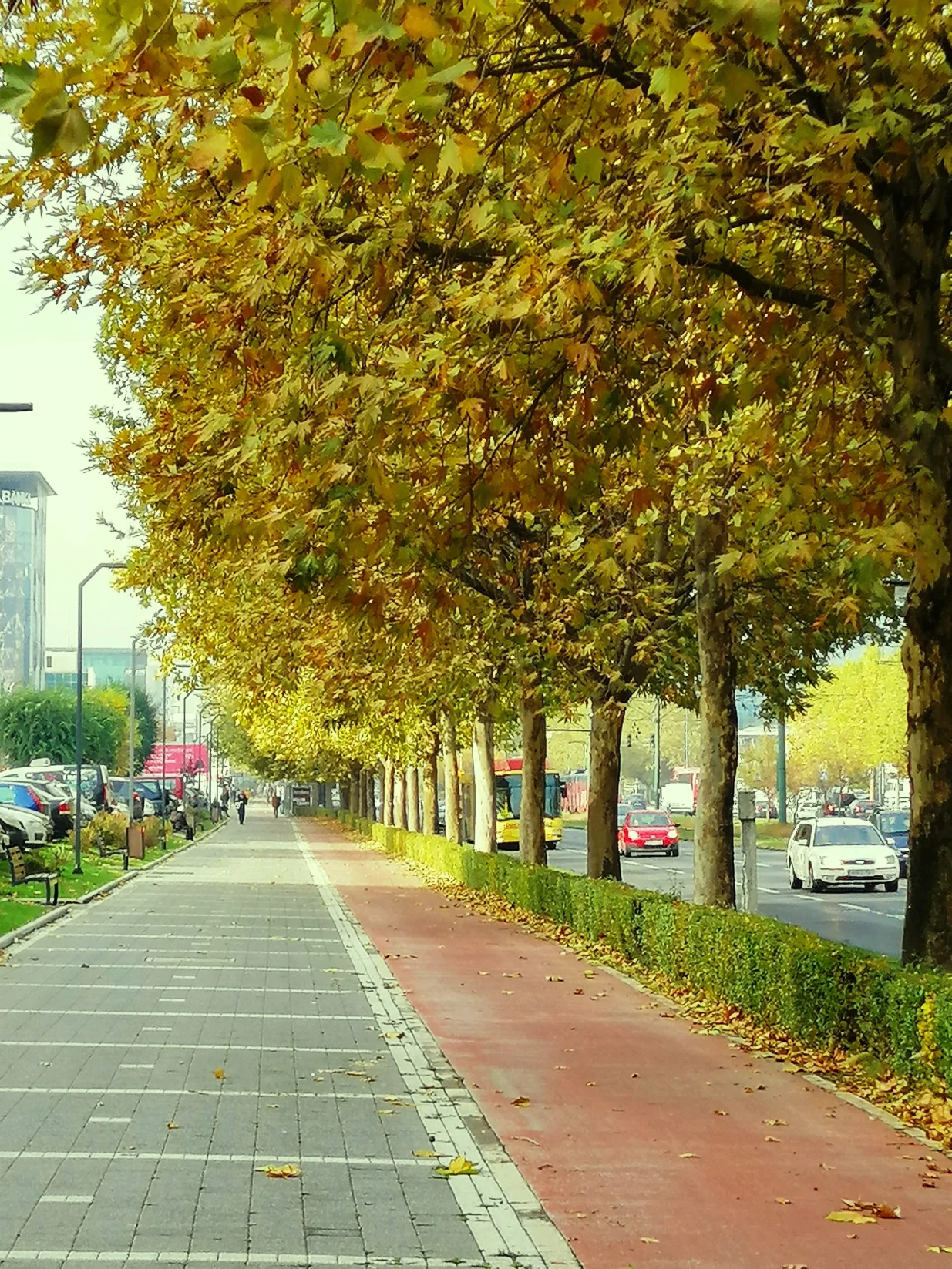 Bulevar Me&scaron;e Selimovića u Sarajevu ima savr&scaron;en poslijeratni drvored/