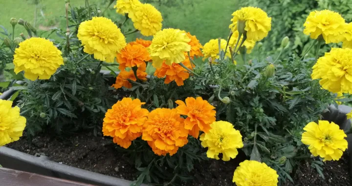 Kadifice bogato cvjetaju na suncu/