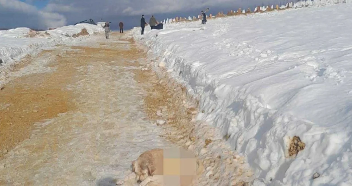 Upucan pas, Sarajevo, groblje Vlakovo, preminuo, blurana fotka/Facebook