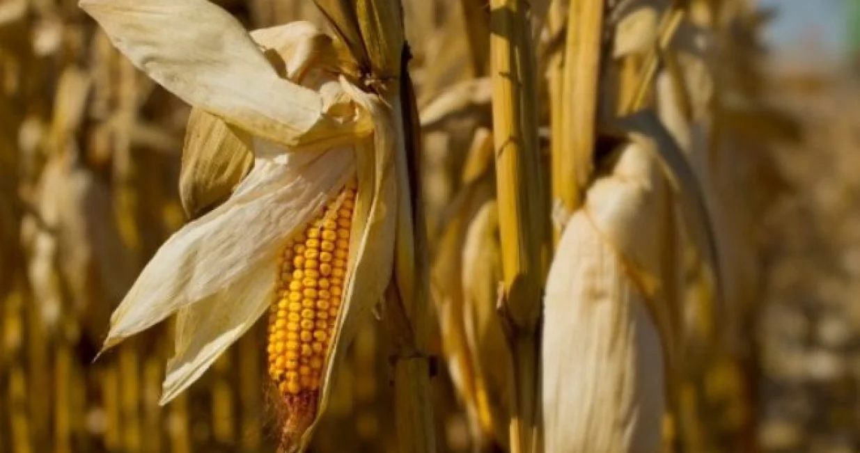 kukuruz ilustracija/