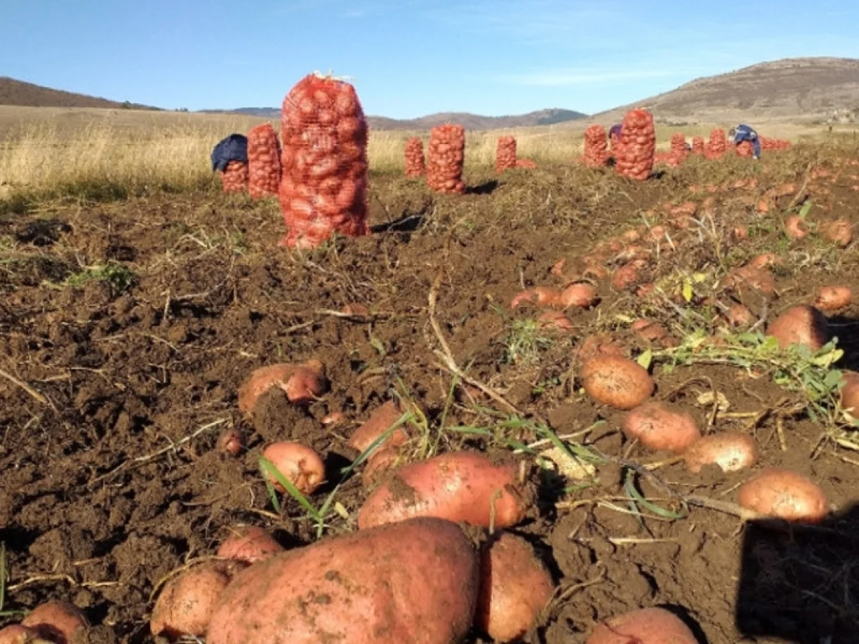 Glamočki krompir/Nick