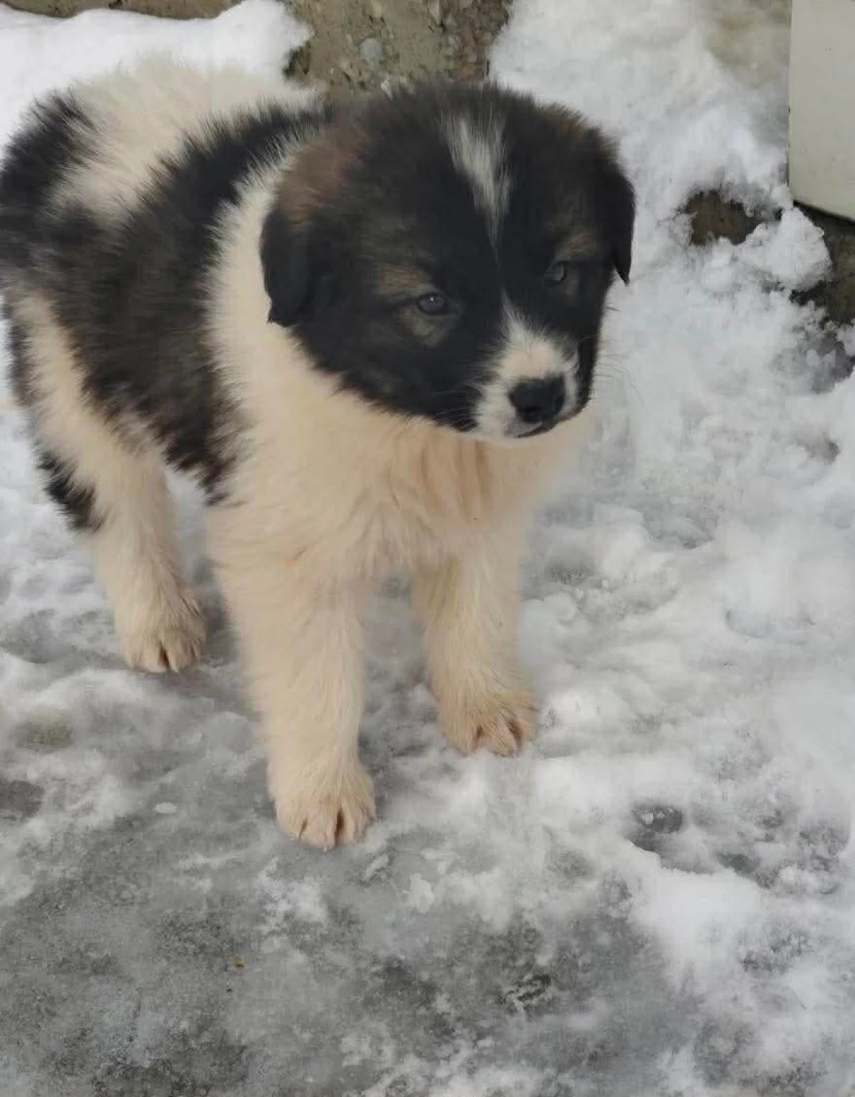 Jo&scaron; jedan nesretnik bez skrbnika/