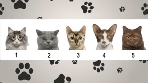 Odaberite jednu mačku/