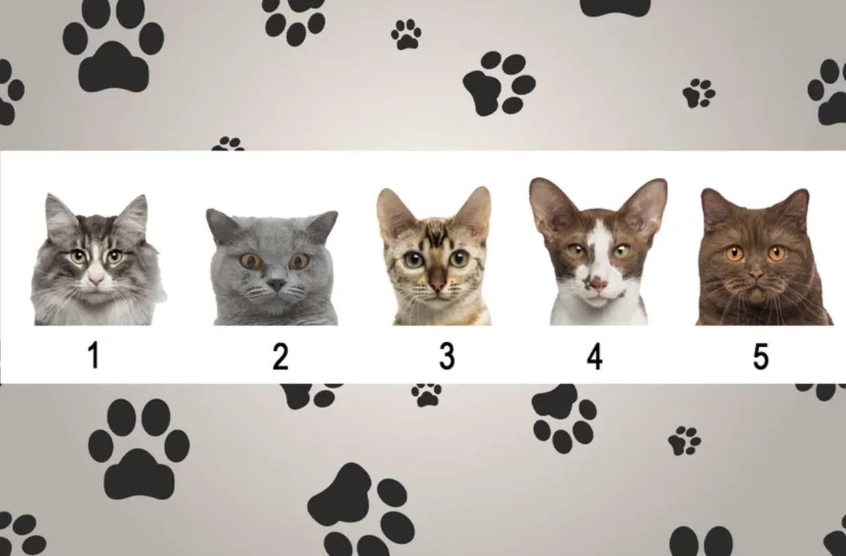 Odaberite jednu mačku/