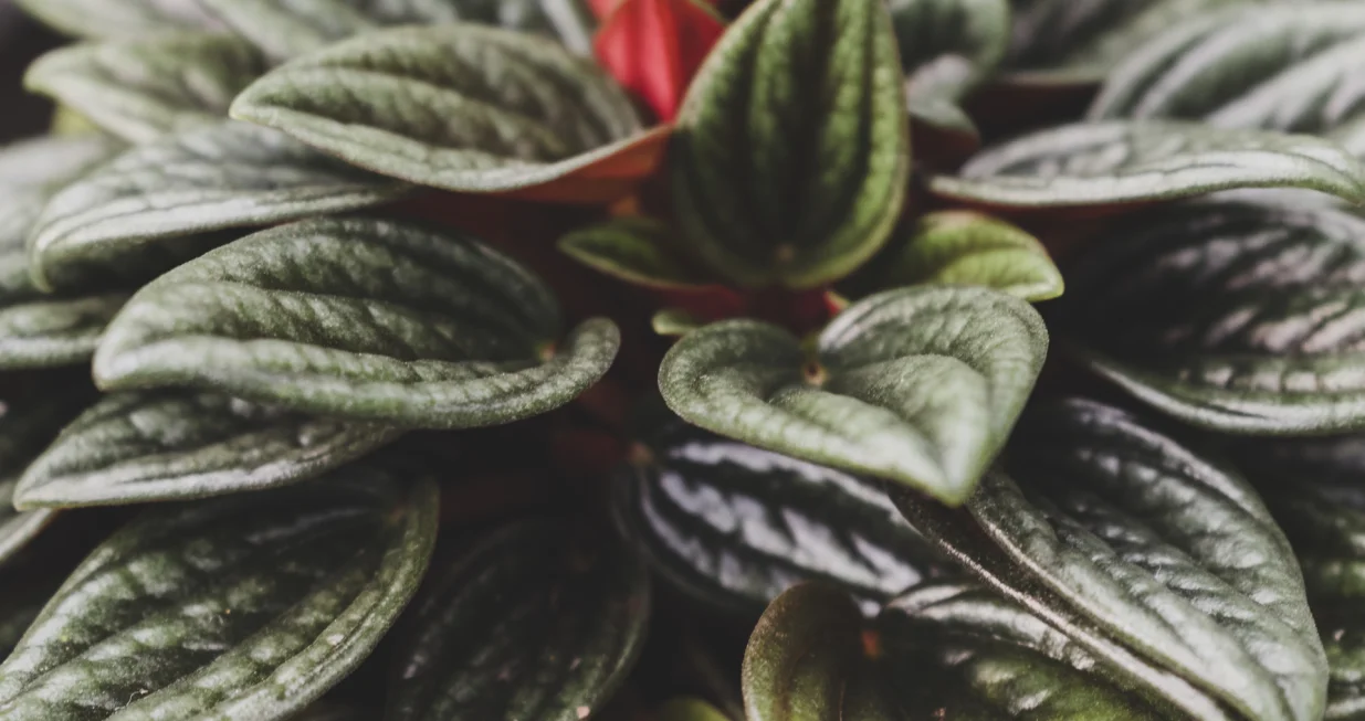 Unesite je u svoj dom/Free Pik