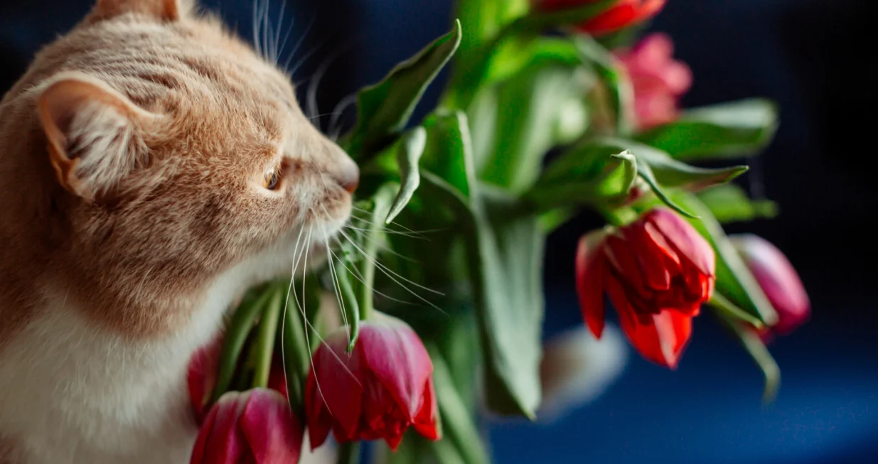 Za&scaron;titite svog ljubimca/Free Pik