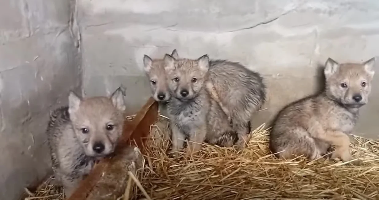 Mladunčad vuka koja su osvanula na oglasu/Screenshot