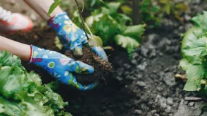 Posadite ih i uživajte u plodovima/Free Pik