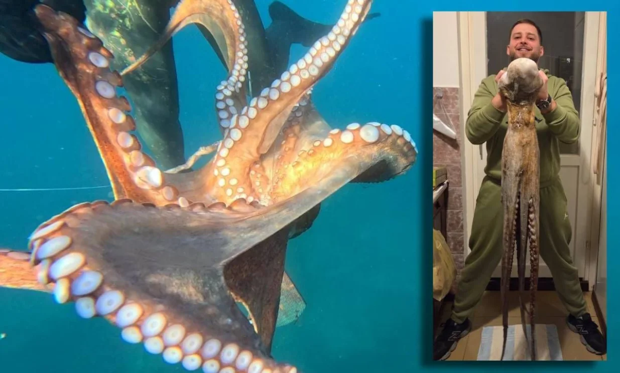 Hobotnica, ante klobučar, jadran/Ante Klobučar 