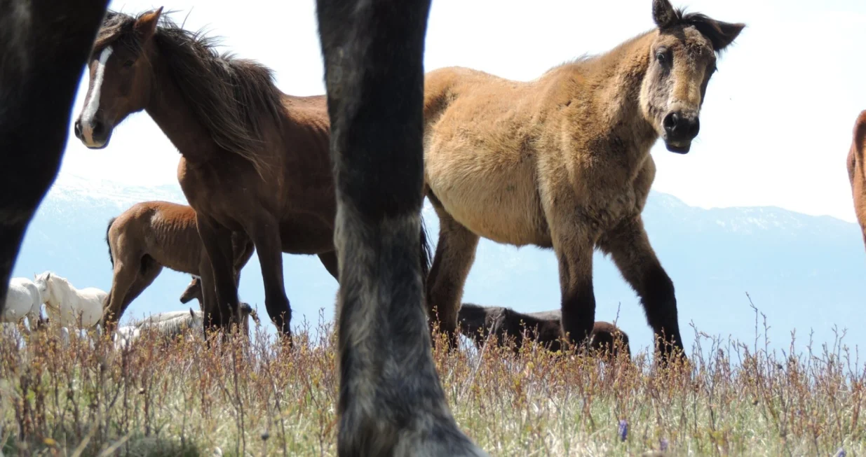 Jednog proljeća se nisu vratili jer su ih ljudi zamjenuli ma&scaron;inama/