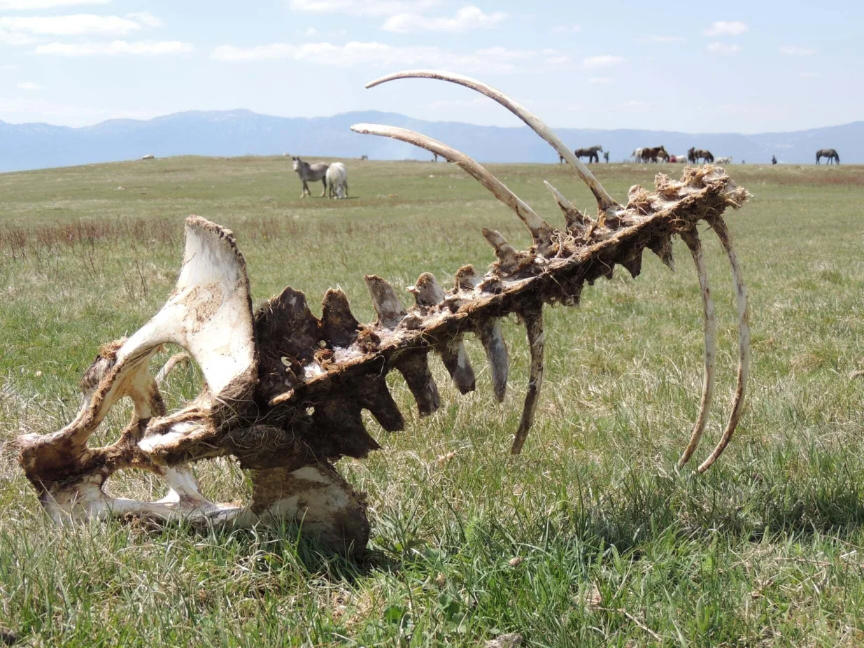 Priroda učini svoje a krivolovci čine zločin/