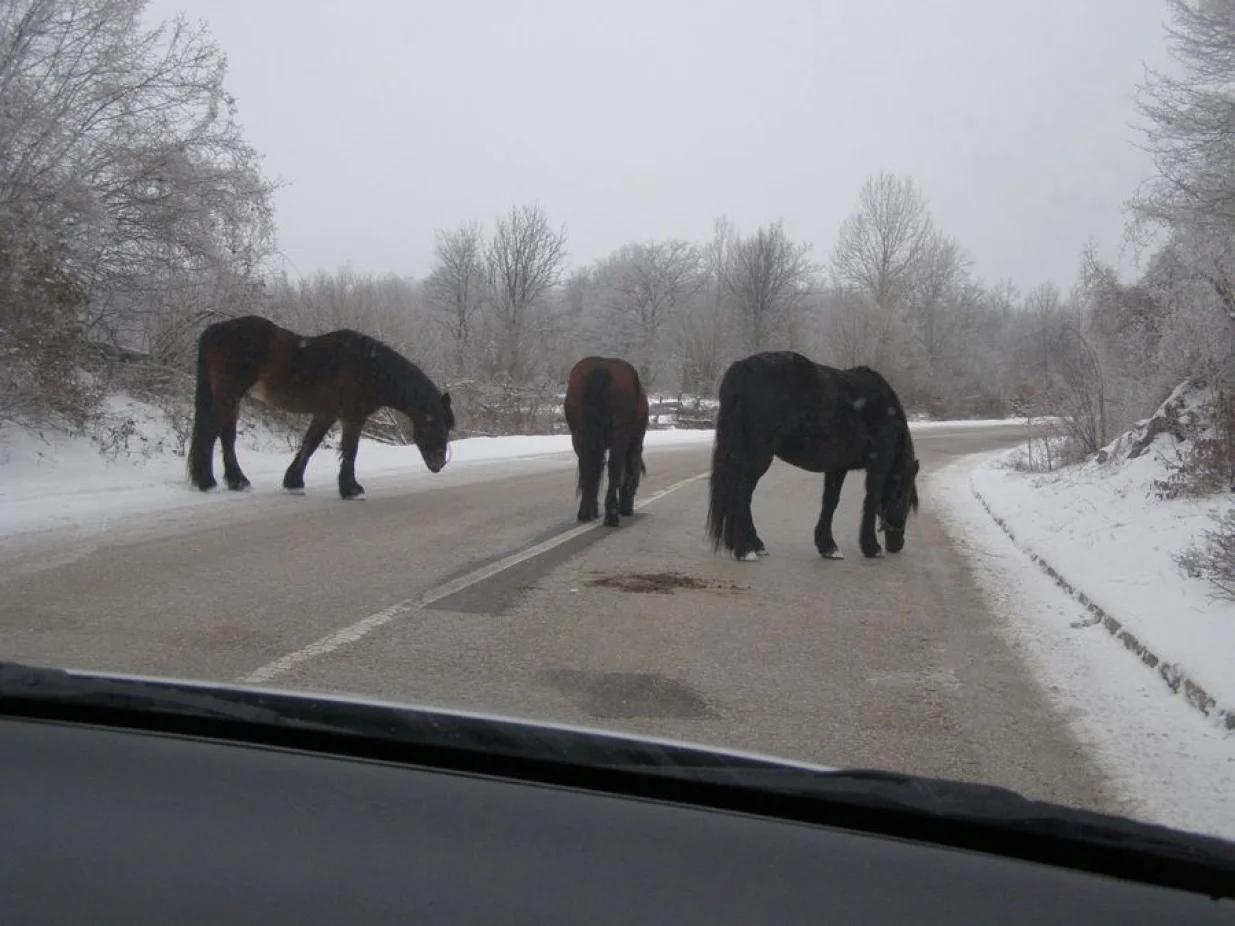 Zimi ližu sol sa ceste/