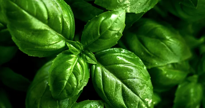 Svi ga trebaju imati/Free Pik