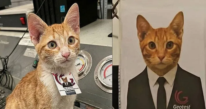 Mačak dobio radno mjesto/