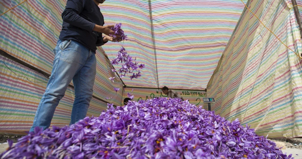 CVIJET SPREMAN ZA ZAVR&Scaron;NI ČIN: Industrija začina u svijetu donosi najveće zarade/Mahmoud Gaballah.www.mahmoudgaballah.com