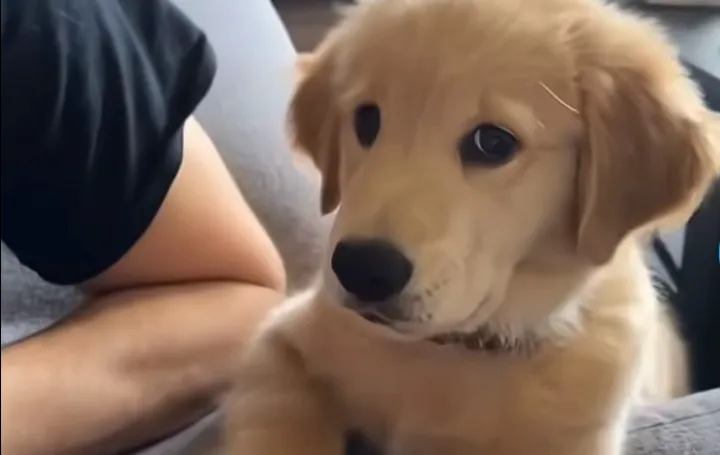 Preslatki psić prvi put zalajao i &scaron;okirao samoga sebe/Screenshot