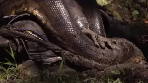 dozvolio anakondi da ga živog proguta/Screenshot 