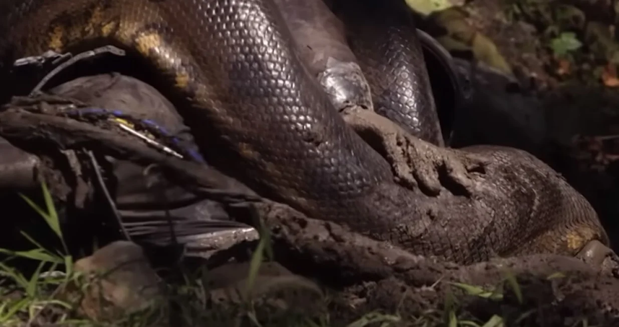 dozvolio anakondi da ga živog proguta/Screenshot 