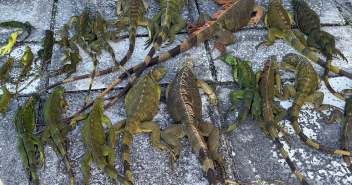 Neobična zima na Floridi: Iguane padaju s drveća zbog naglog zahlađenja/Wpec Cbs12 News