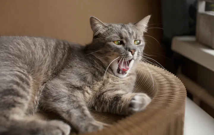 Otkrijte tajne mačjeg govora/Freepik