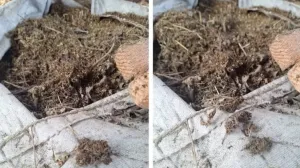 Oduzeta droga/MUP RS//